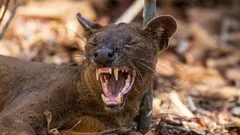 Geen kat en geen hond: wat voor dier is dit en hoe heeft het Madagaskar veroverd?