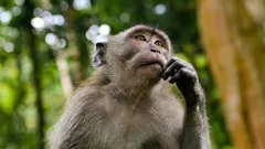 Hoe vernietigt AI het denken van mensen? Een interessant antwoord van wetenschappers